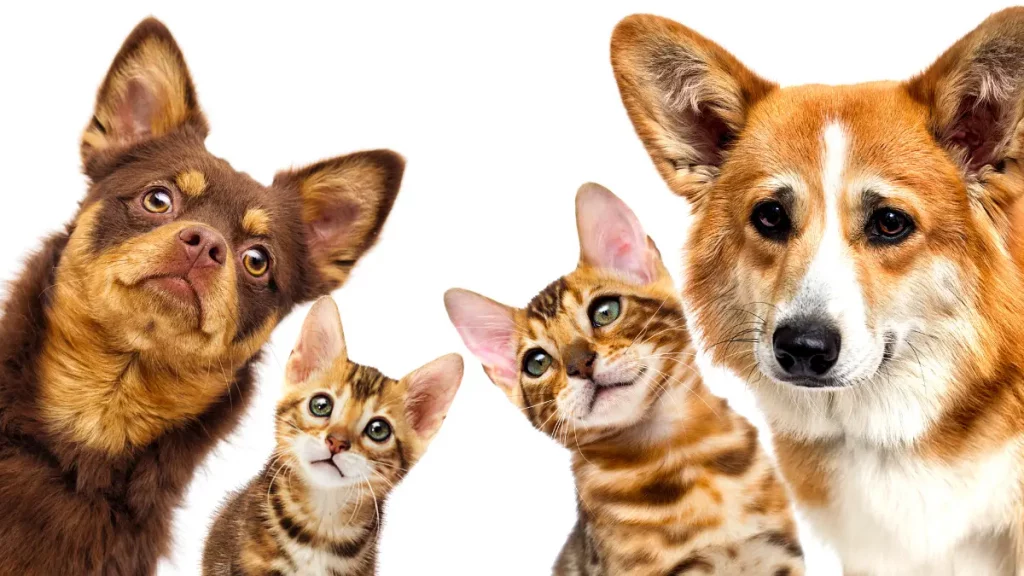 Cães e gatos