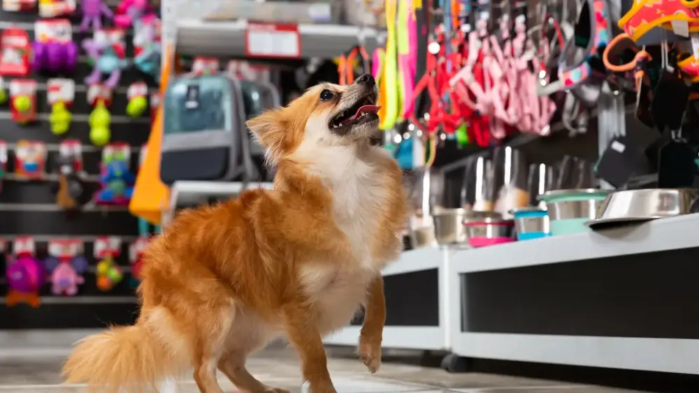 Como aumentar o faturamento de um pet shop