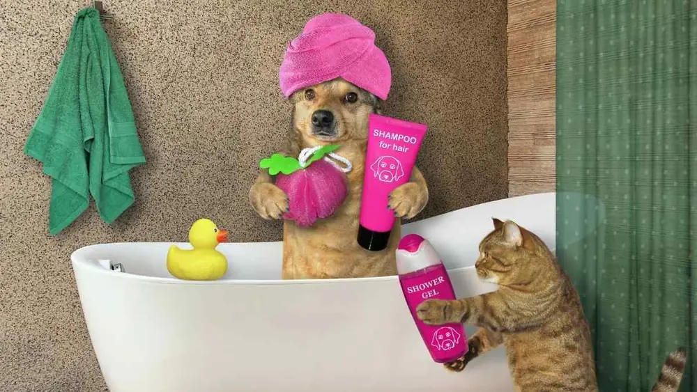 Como fazer seu gato gostar de banho 3 dicas práticas!