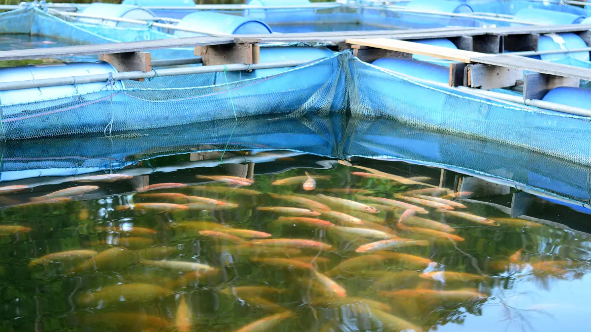 Principais espécies de peixe para criação