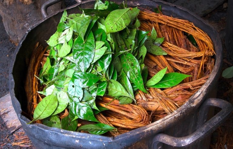 Ayahuasca e o DMT: Conheça as propriedades e práticas ligadas a essas substâncias