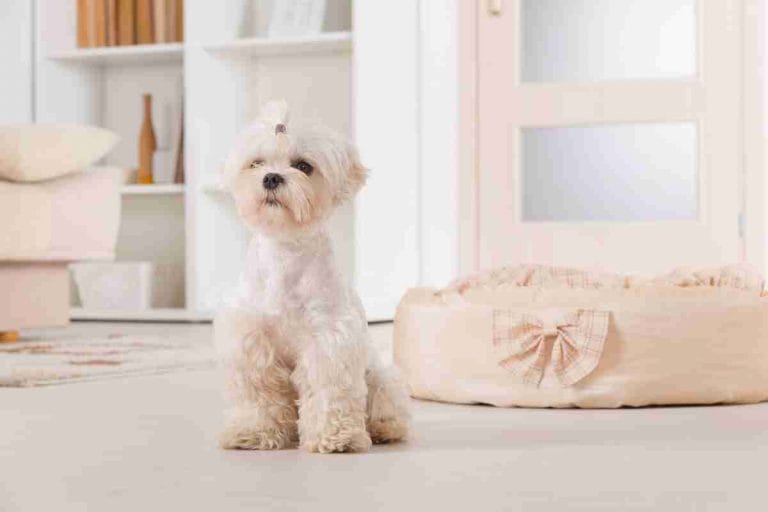Cachorro para apartamento pequeno: saiba principais raças