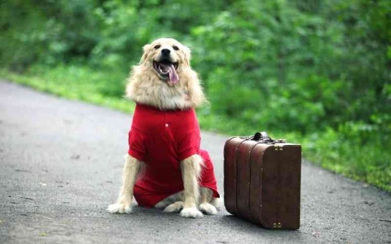 5 receitas para uma viagem fácil e agradável com o seu cão