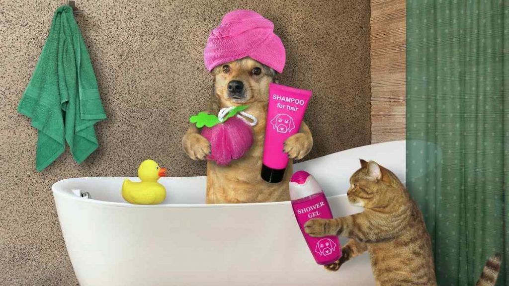 Como fazer seu gato gostar de banho 3 dicas práticas!