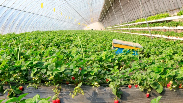 Descubra as melhores dicas para potencializar o crescimento dos frutos na plantação