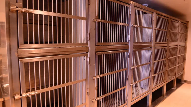 Projeto de Canil: Como criar um espaço ideal para 3 cachorros em sua casa