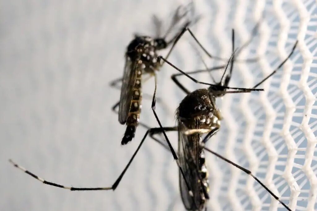 Butantan autorizado a produzir vacina contra chikungunya