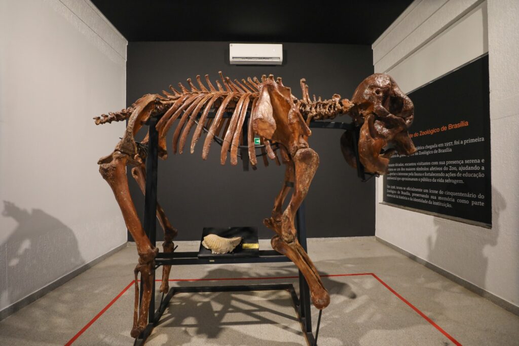 Museu do Zoo de Brasília reabre com esqueleto de girafa e acessibilidade 1 Museu do Zoo de Brasília reabre com esqueleto de girafa e acessibilidade